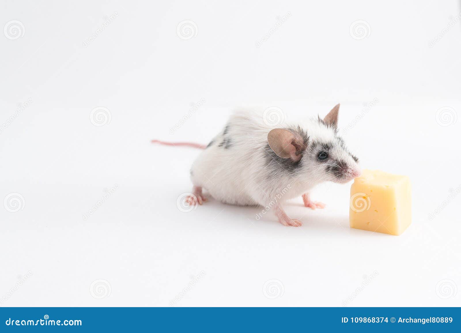 Decorative Cute Mouse Sniffing Cheese on a Light Background Stock Photo
