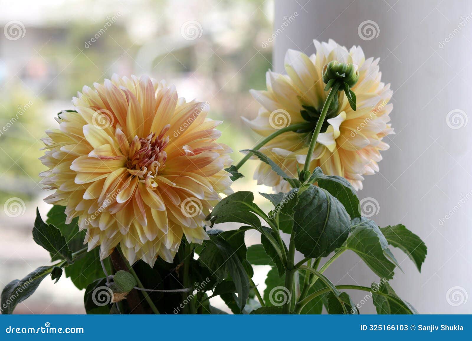 'decorative dahlia' cultivar in yellow and white colours with tinge of red : (pix sanjiv shukla)