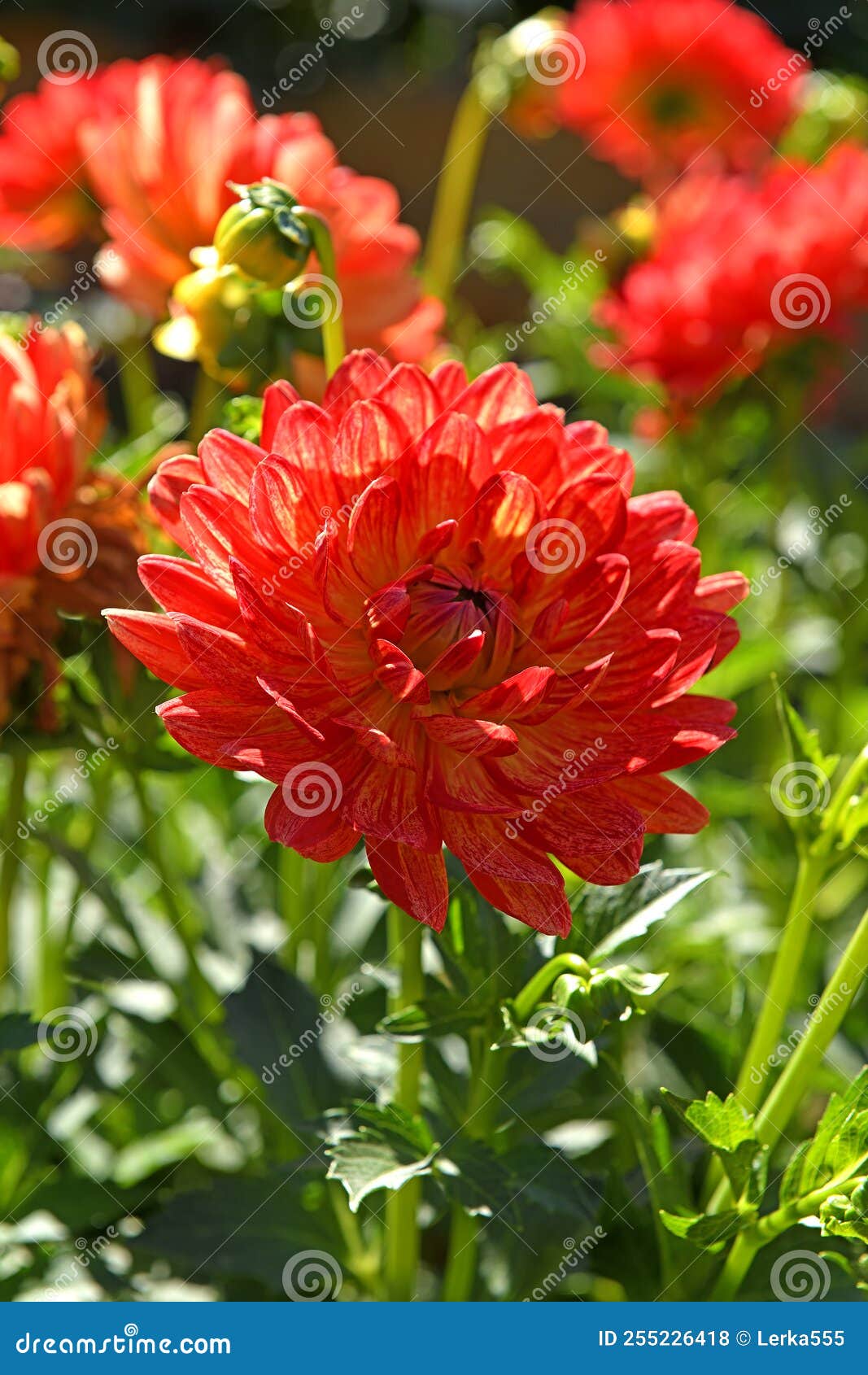 Decorative Dahlia Graceland, Type Water Lily Stock Photo Image of