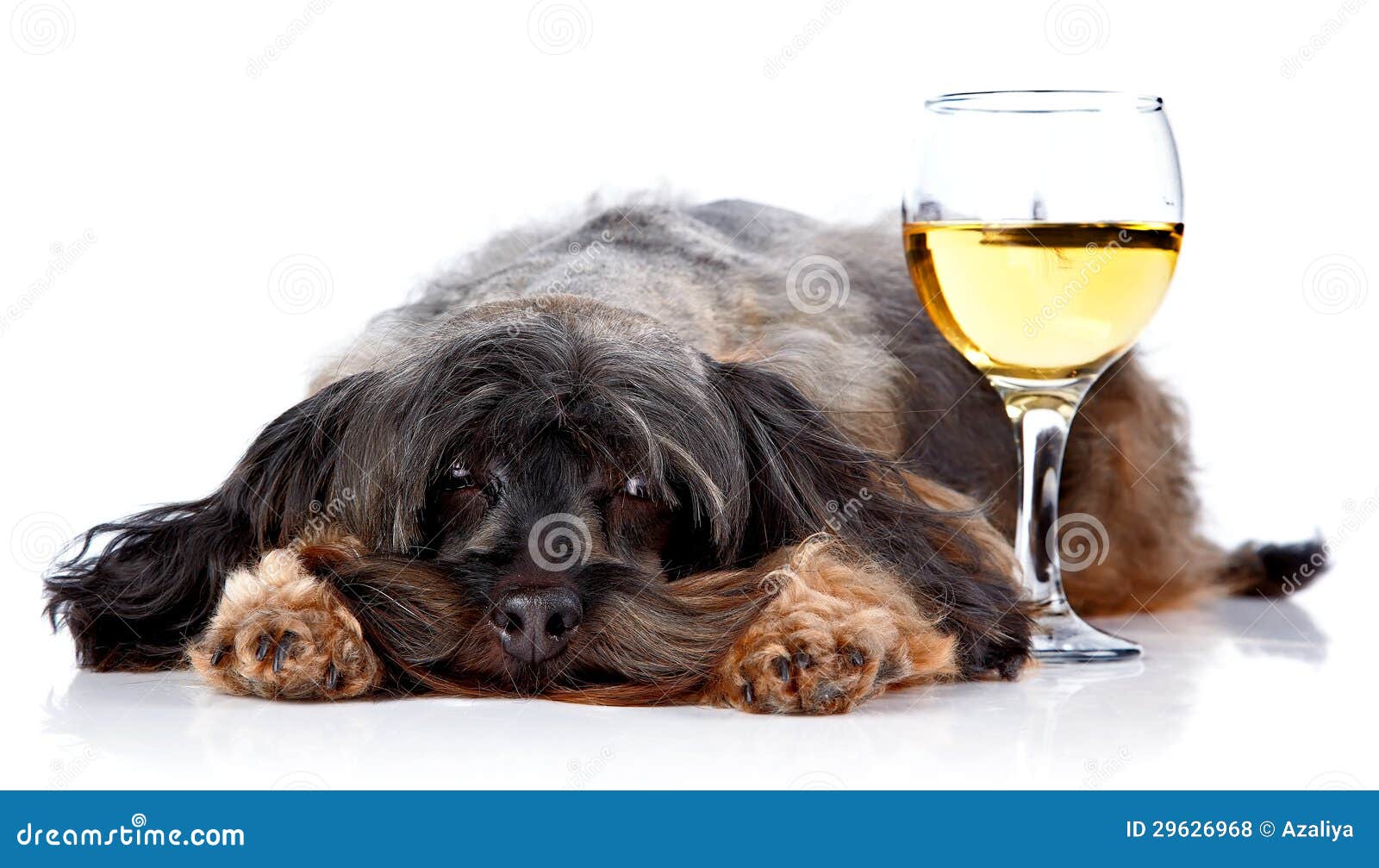 Decorative Dog with a Wine Glass Stock Photo Image of fond, hangover