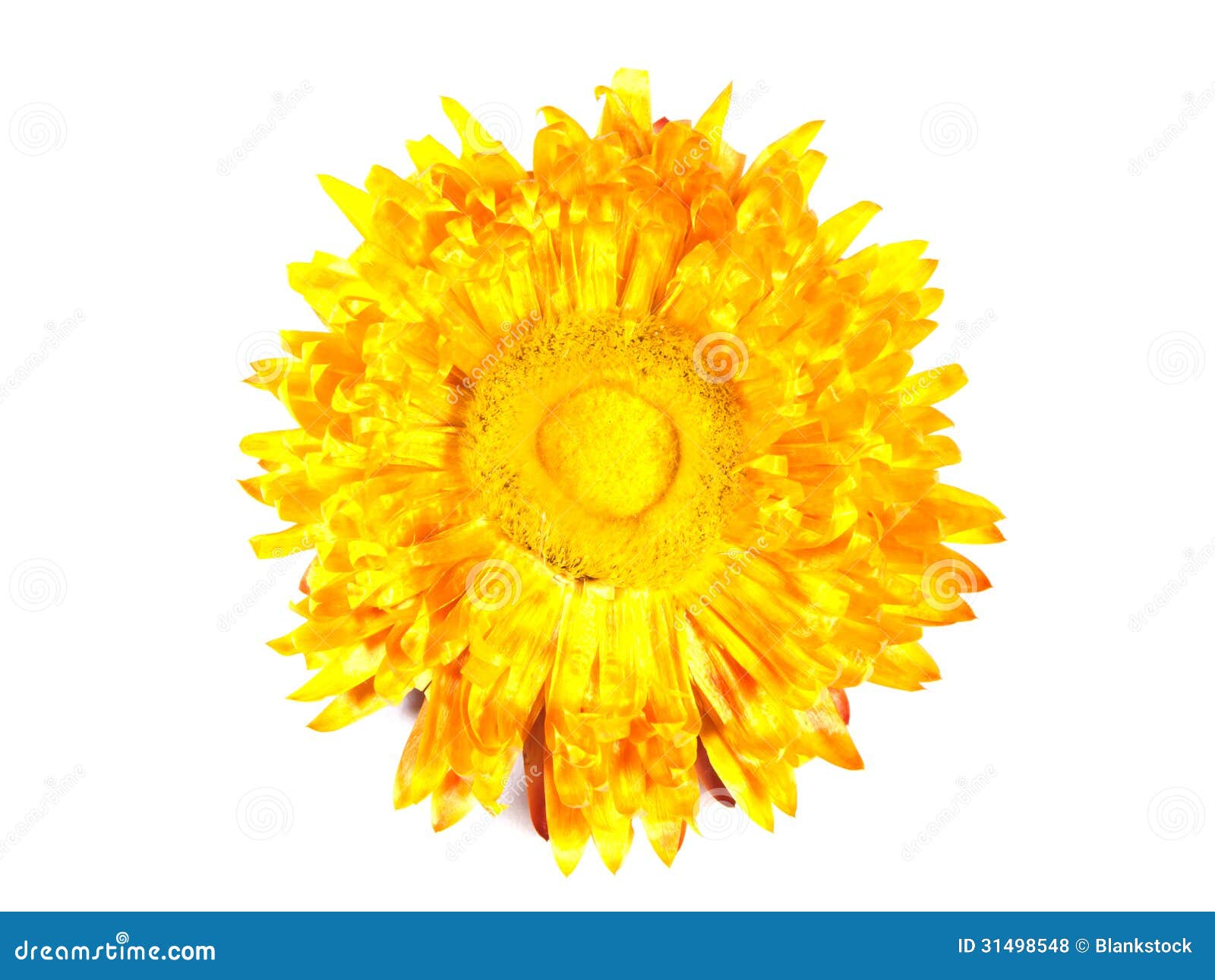 Decorative Dried Yellow Flower. Stock Photo - Image of decor, flower