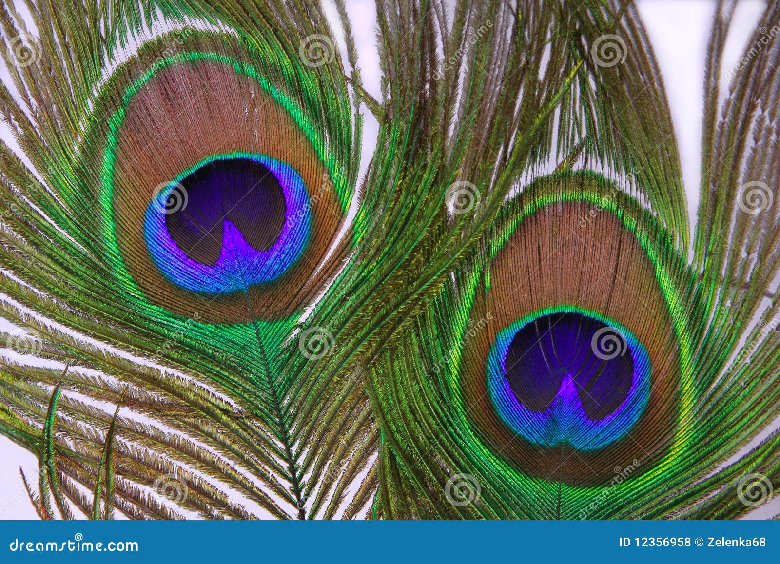 Decorative Feather of a Peacock Stock Photo Image of bird, tail 12356958