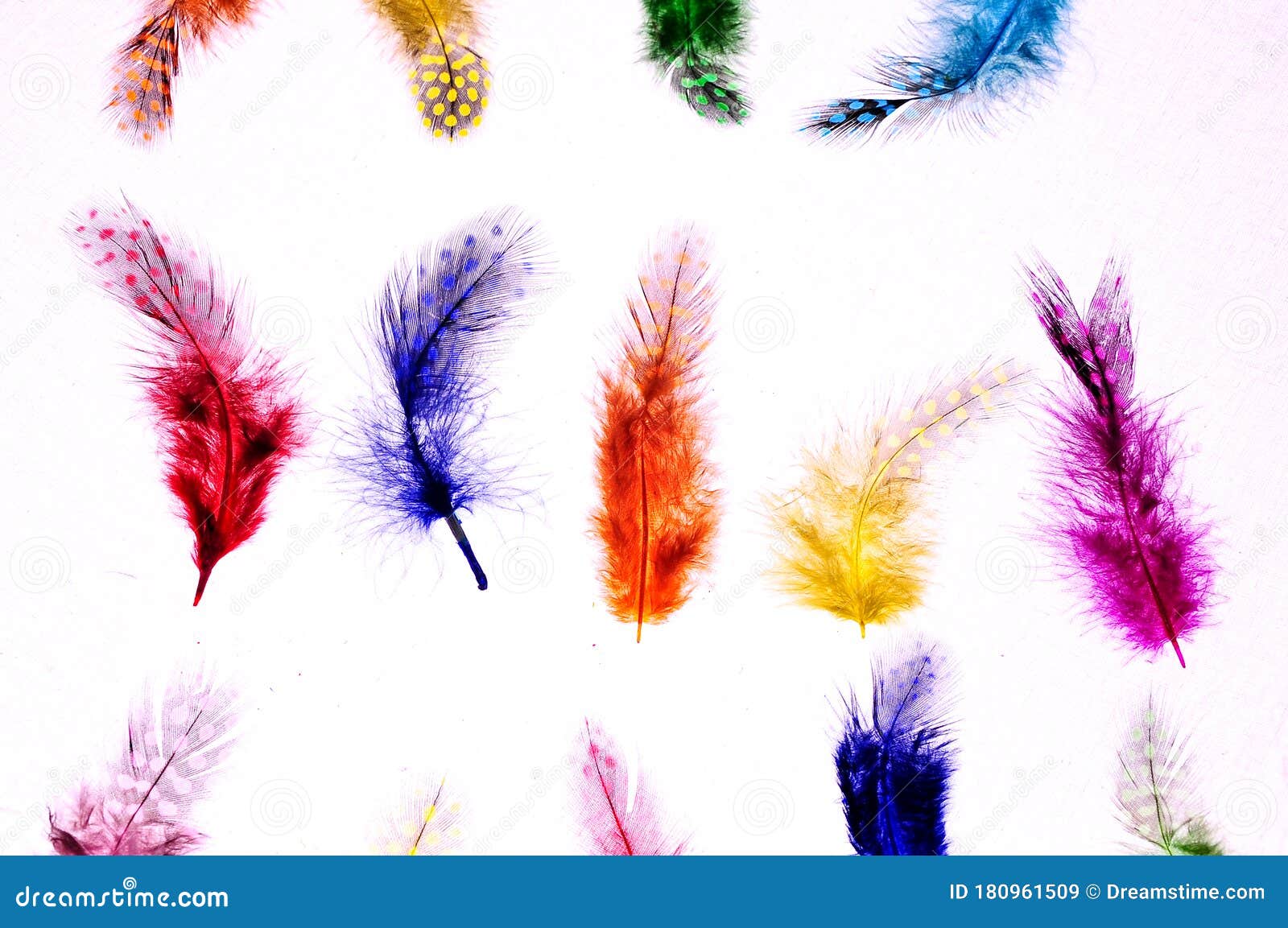Decorative Feather with Round Print. Stock Image Image of extended