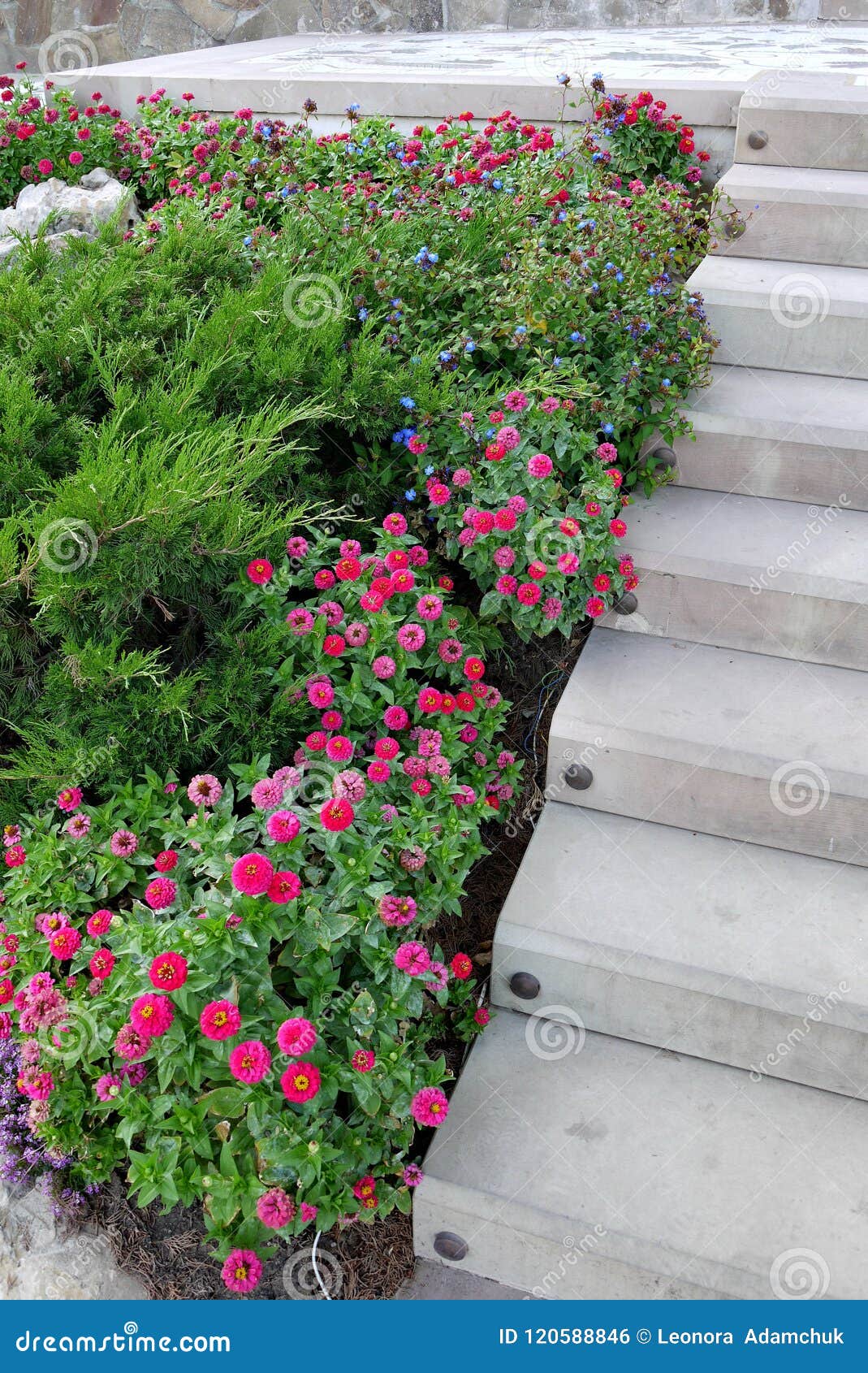 Decorative Flower Bed With Evergreen Plants And Small Claret