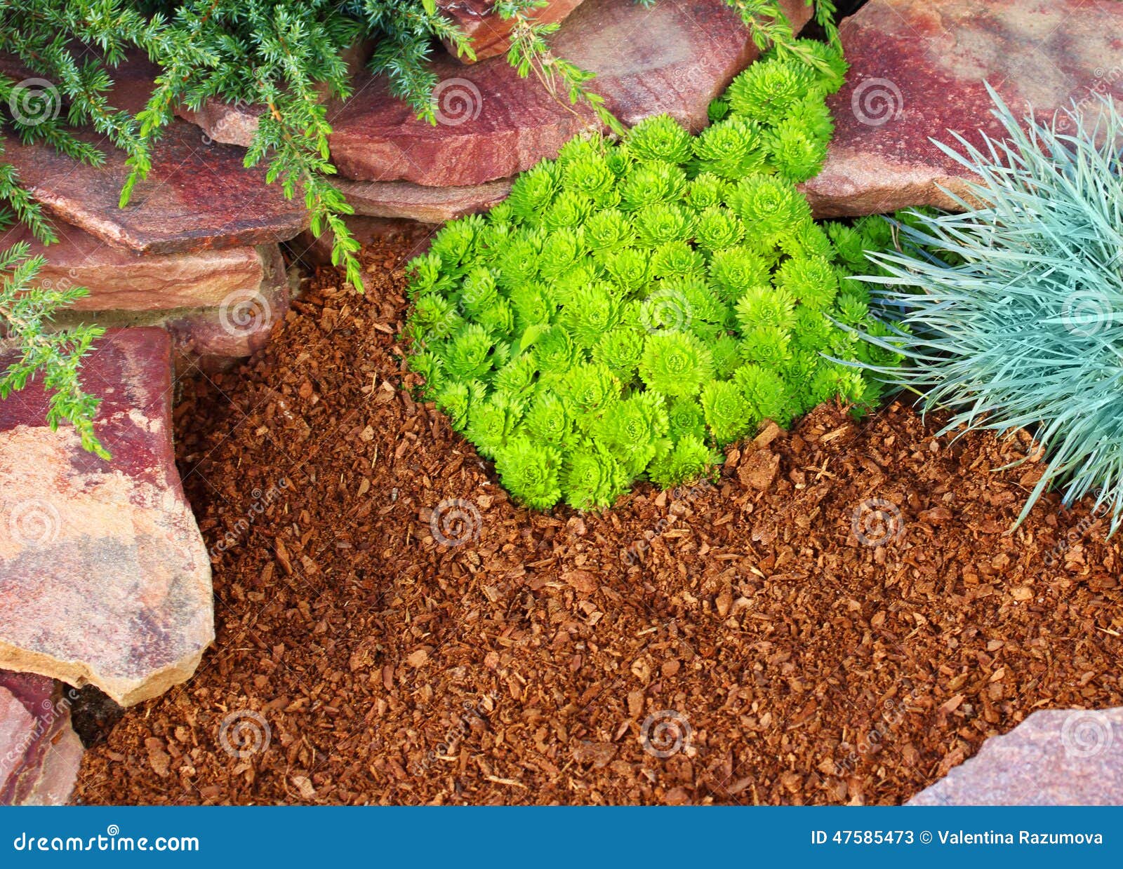 Decorative Flower Bed Mulched with Larch Tree Bark Stock Image Image