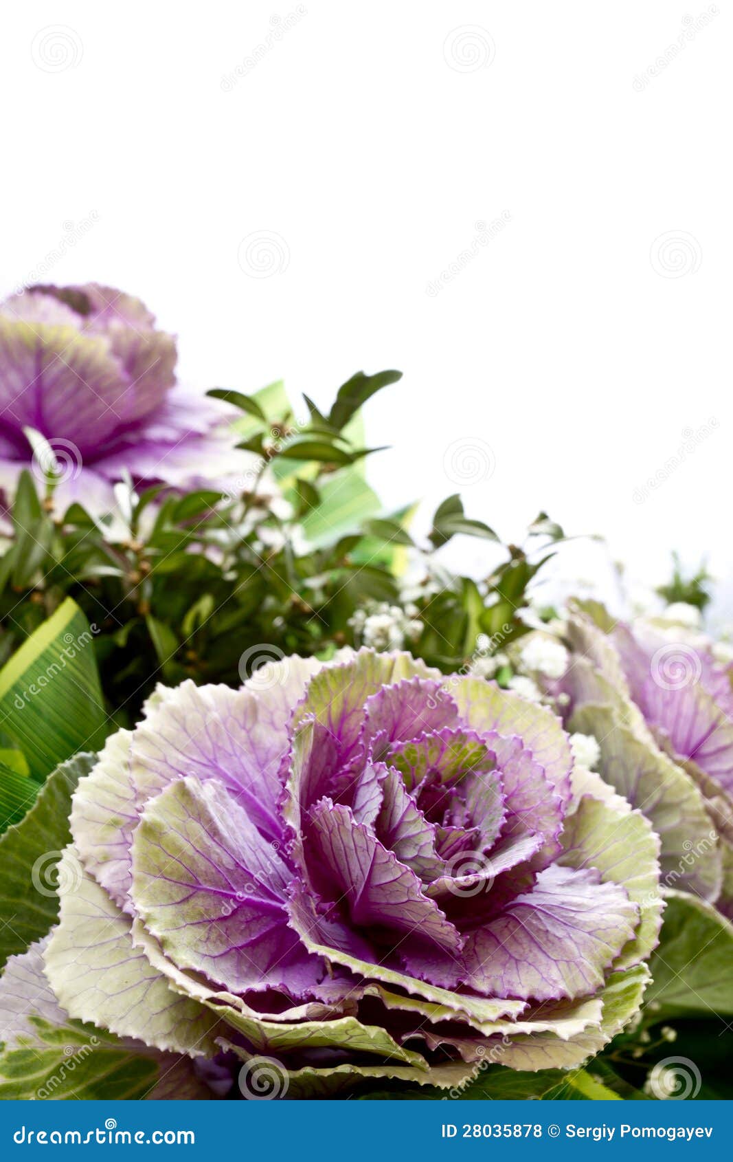 Decorative Flower in a Bouquet Stock Photo Image of bouquet, rose