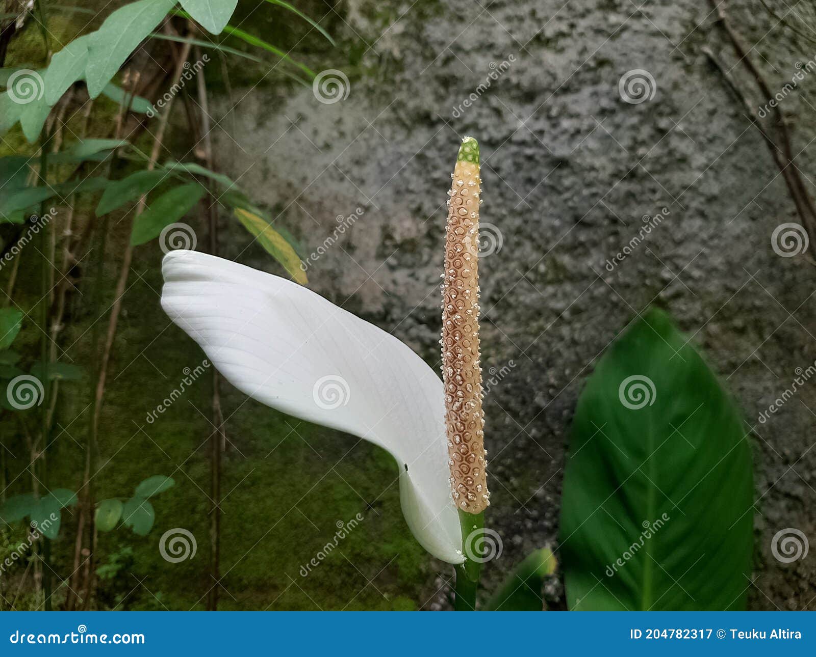 Decorative Flower Petals in Bloom Stock Image Image of herb, bloom