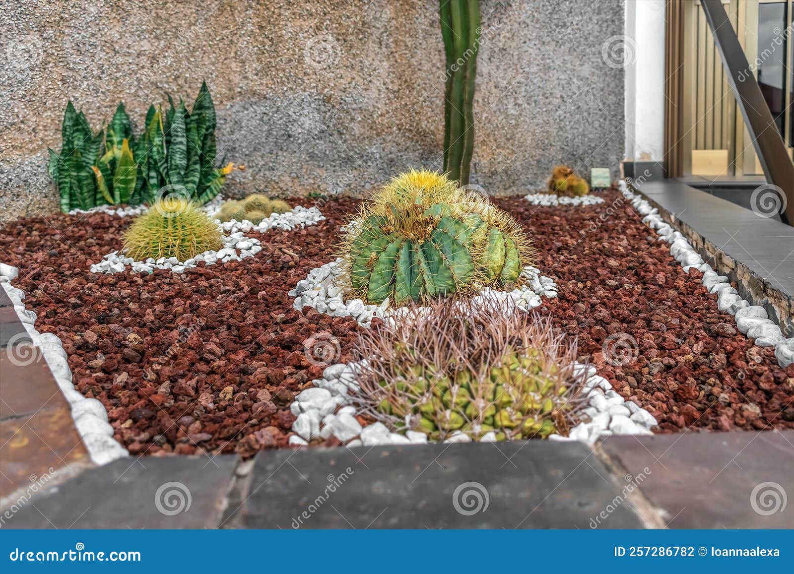 Decorative Flowerbed with Different Cacti Growing among Volcanic ...