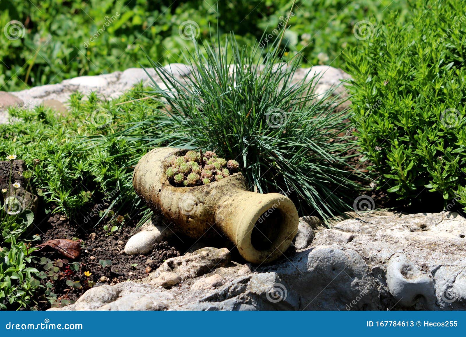 Decorative Garden Amphora Filled with Sedum or Stonecrop Ground Cover  Plants Surrounded with Other Plants and Rocks in Home Garden Stock Image -  Image of leaves, thick: 167784613