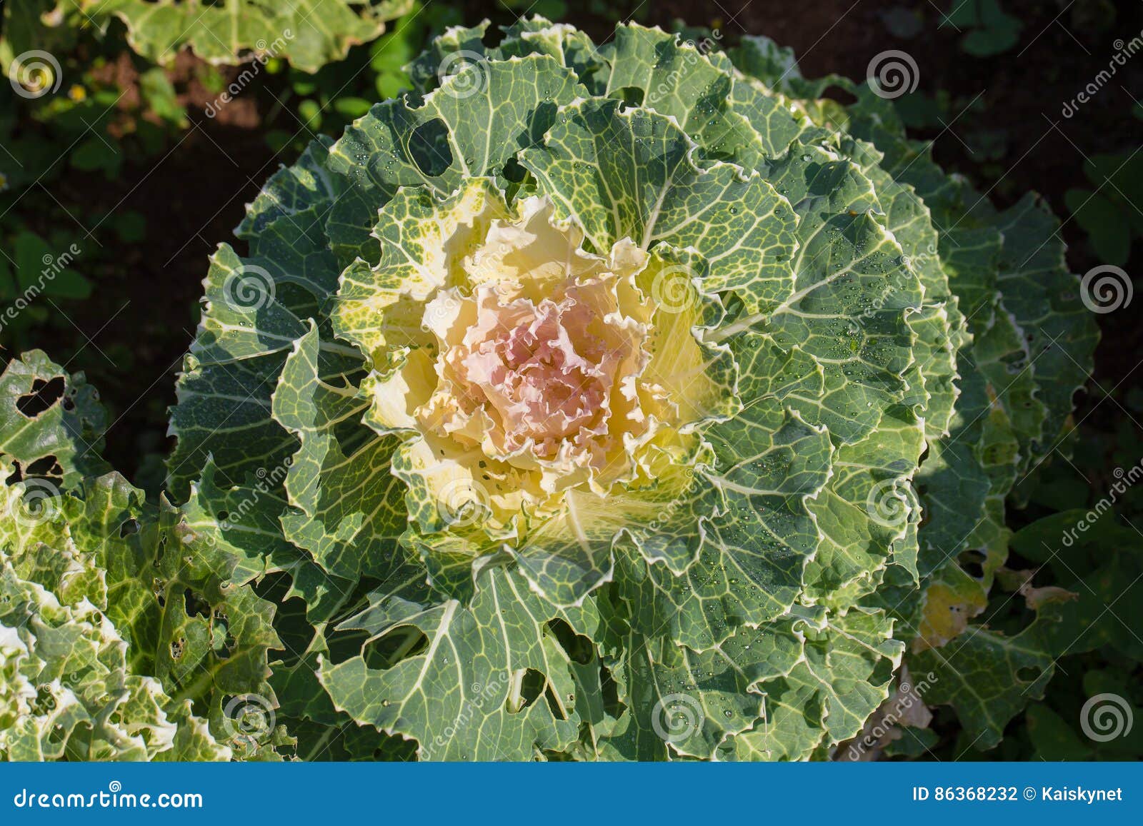 Decorative Garden Cabbage Covered with Hoarfrost after the First Stock