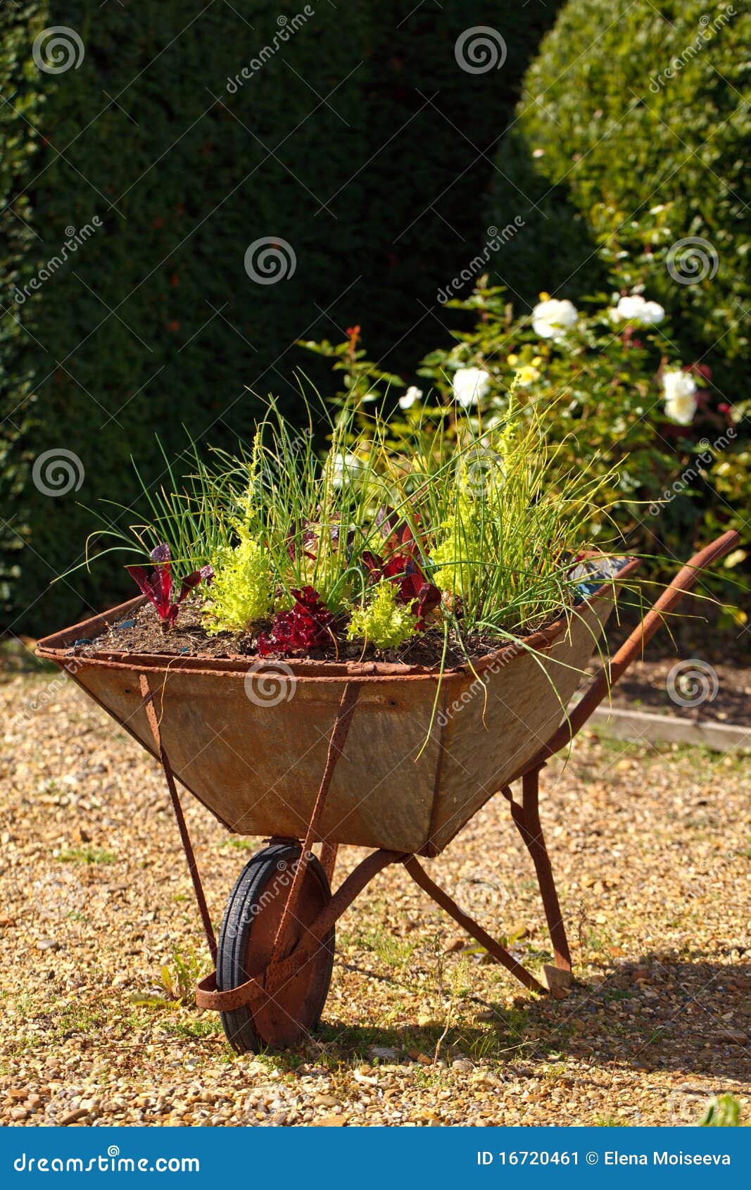 Decorative Garden Wheelbarrow with Culinary Herbs Stock Image Image