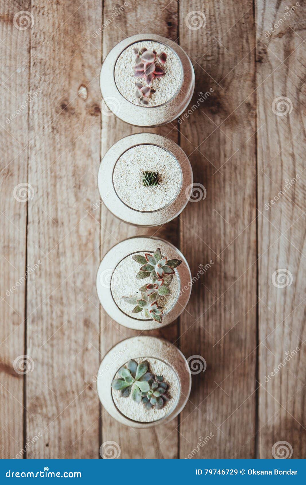 Decorative Glass Vase with White Sand and Succulents Stock Image