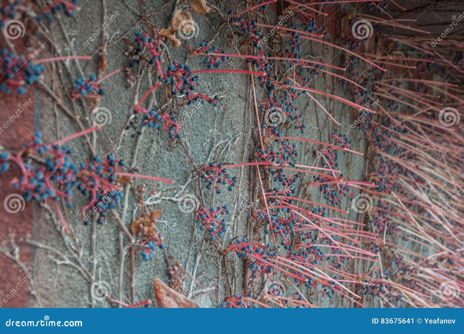 Decorative Grapes on a Wall Stock Image Image of color, closeup 83675641