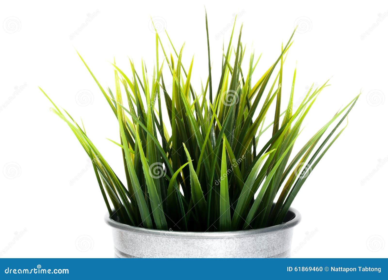 Decorative Grass in Flower Pot Stock Photo Image of flower, green