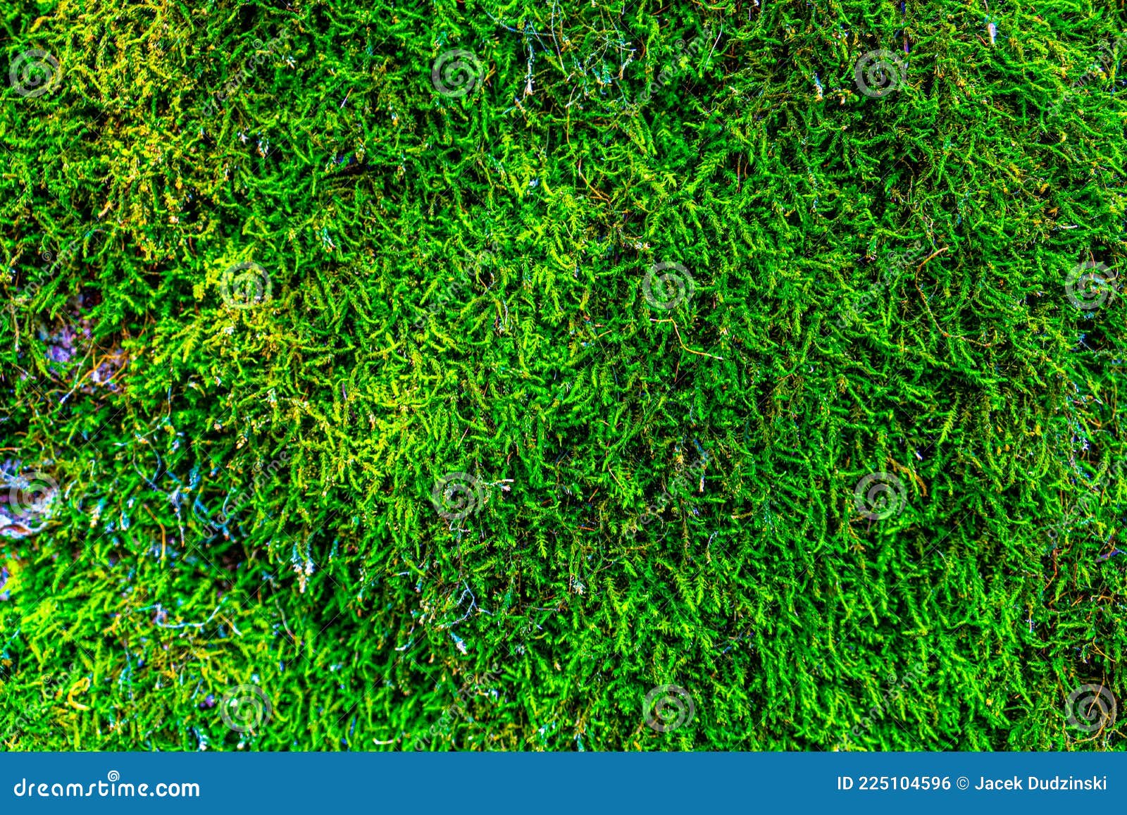 decorative green moss used for interior  as creative background, decoration of modern living and office spaces, natural