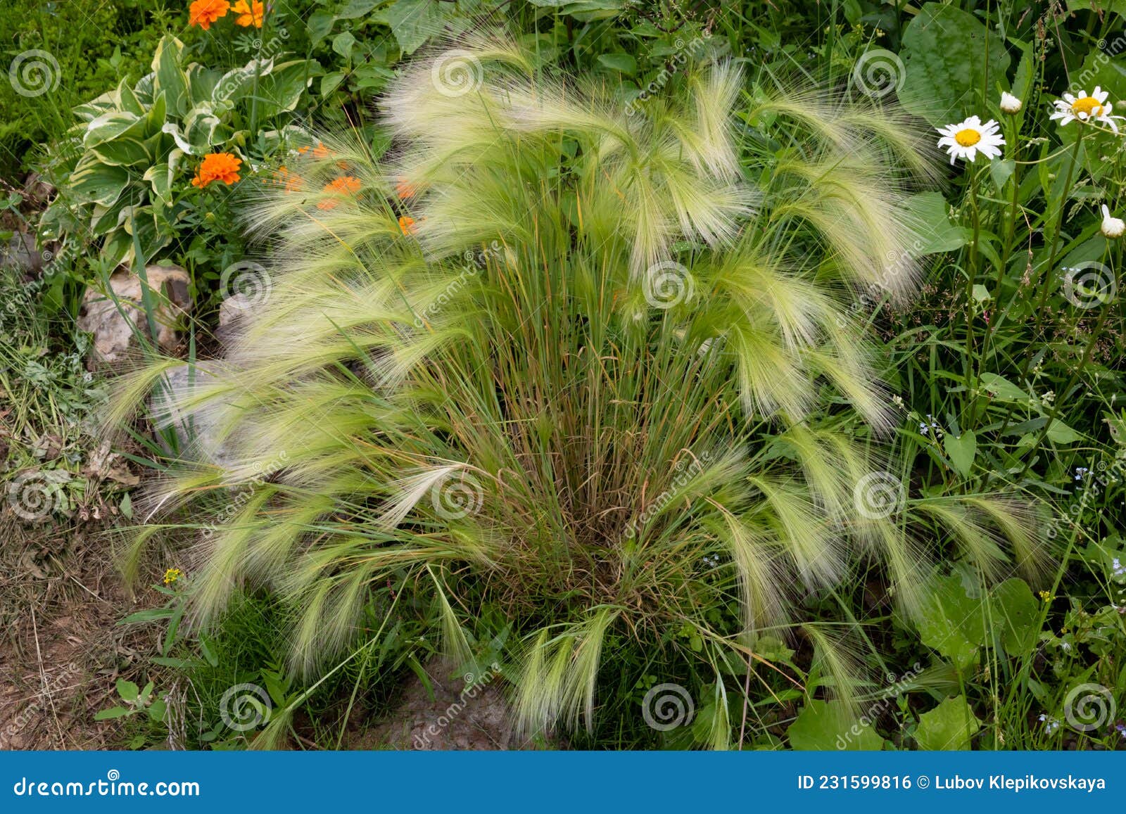 Decorative Maned Barley Grows on a Flower Bed in the Garden Stock Photo