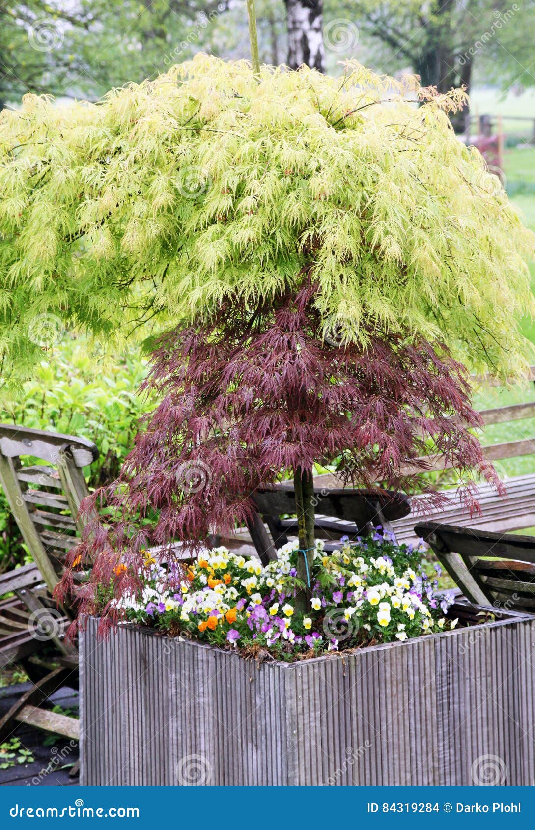 Decorative Maple Trees in Pots Stock Photo Image of shadow, maple