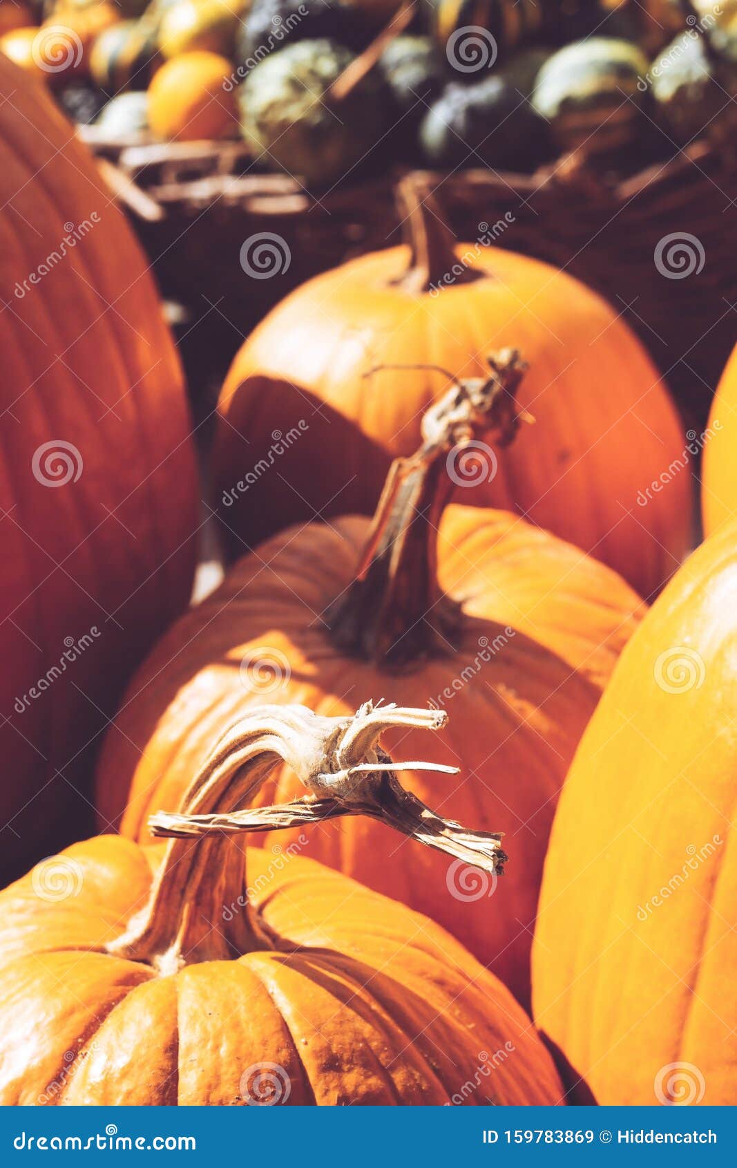 decorative mini pumpkins and gourds, on locale farmers market; autumn background