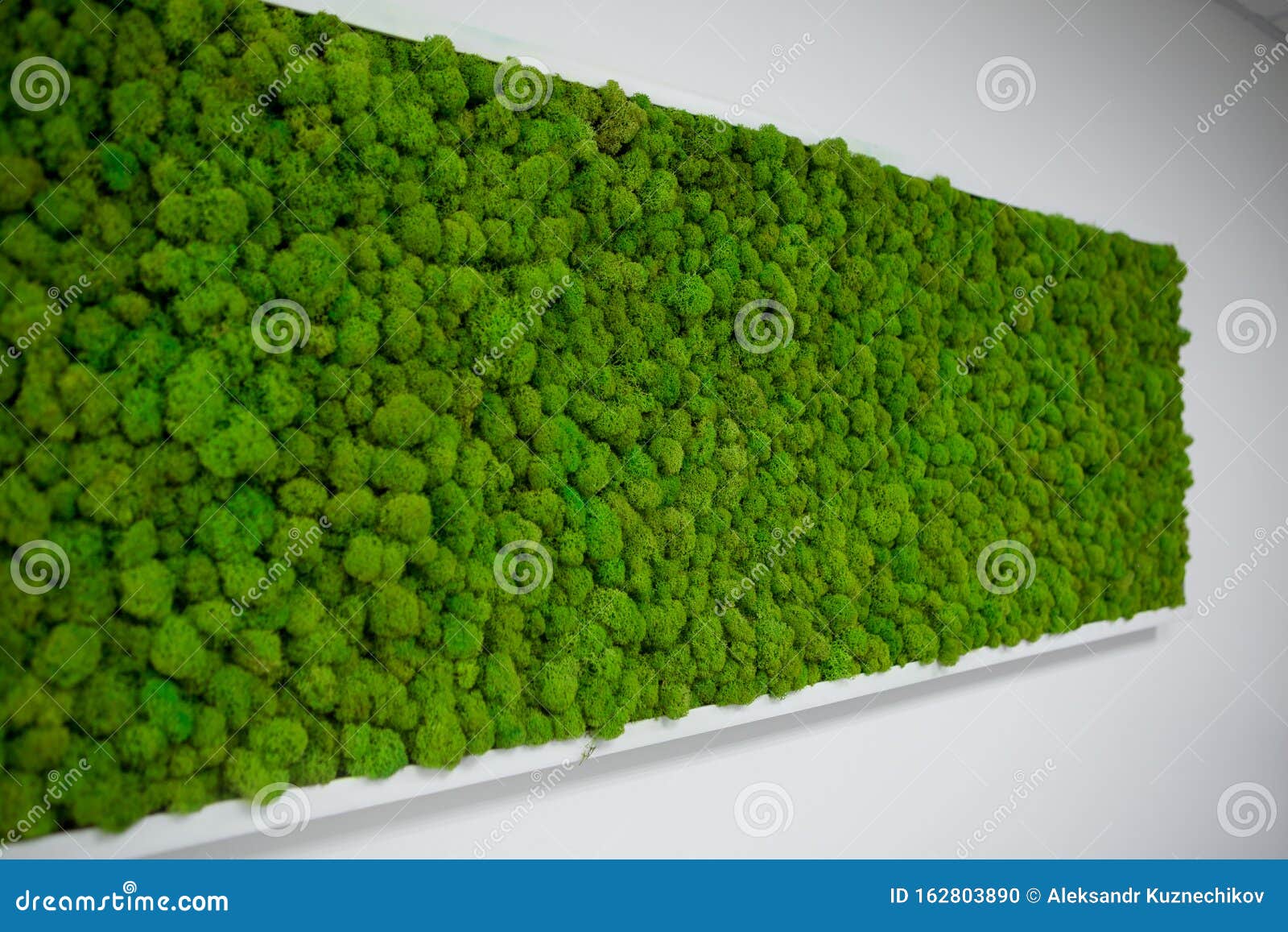 Decorative Moss for Interior Decoration. Stock Photo Image of