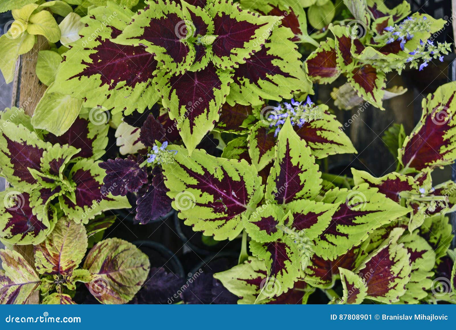 Decorative nettle stock image. Image of leaf, purple 87808901