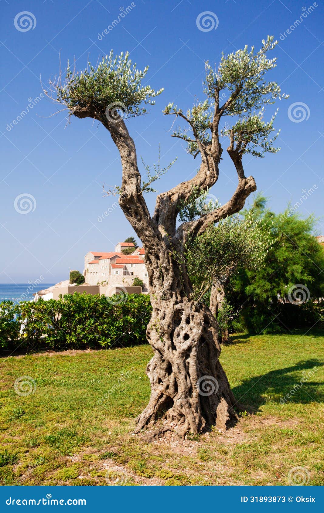 Decorative olive tree stock image. Image of residence 31893873