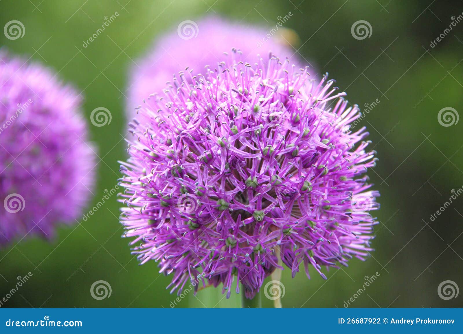 Decorative onions. stock photo. Image of foreground, medicine 26687922