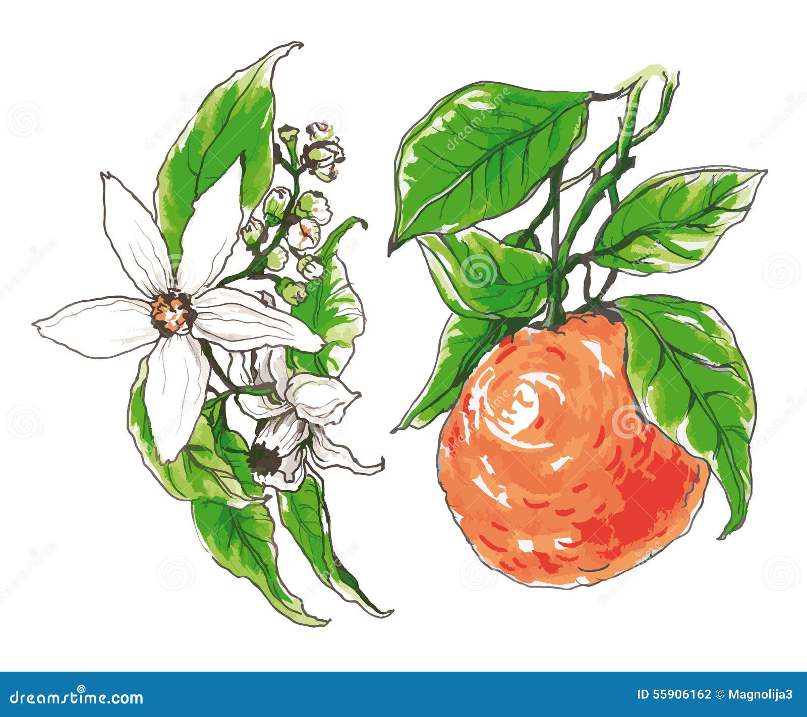 Decorative Orange Flower Blossom Stock Vector Illustration of beauty