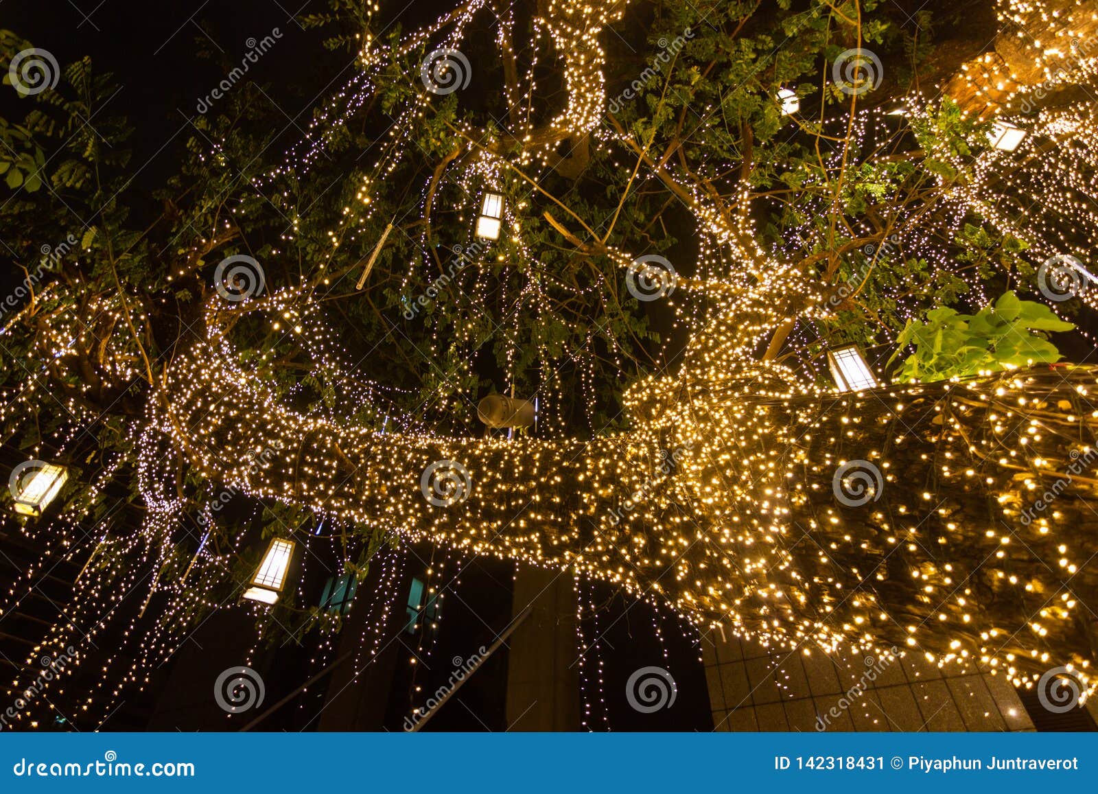 Decorative Outdoor String Lights Hanging on Tree in the Garden at Night ...