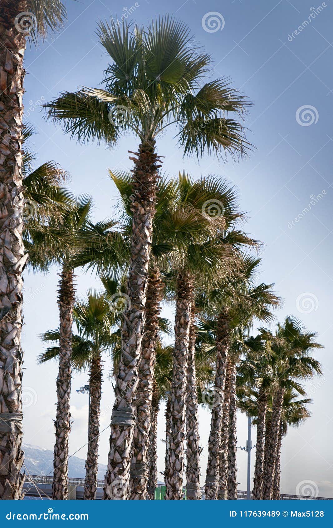 Decorative Palm Grove In Resort City Stock Image Image Of Time Decorative Palm Grove In Resort City Stock Image Image Of Time