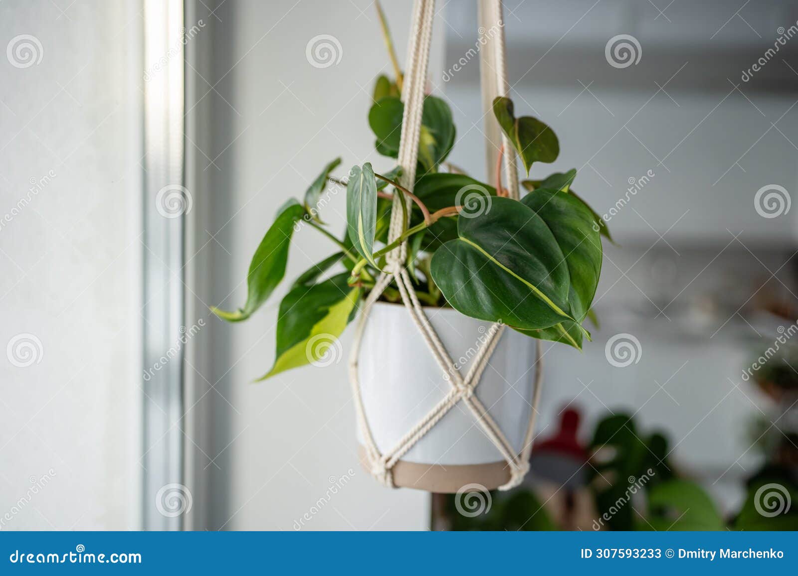 plant philodendron hederaceum brasil in ceramic pot hanging from cotton macrame at home.