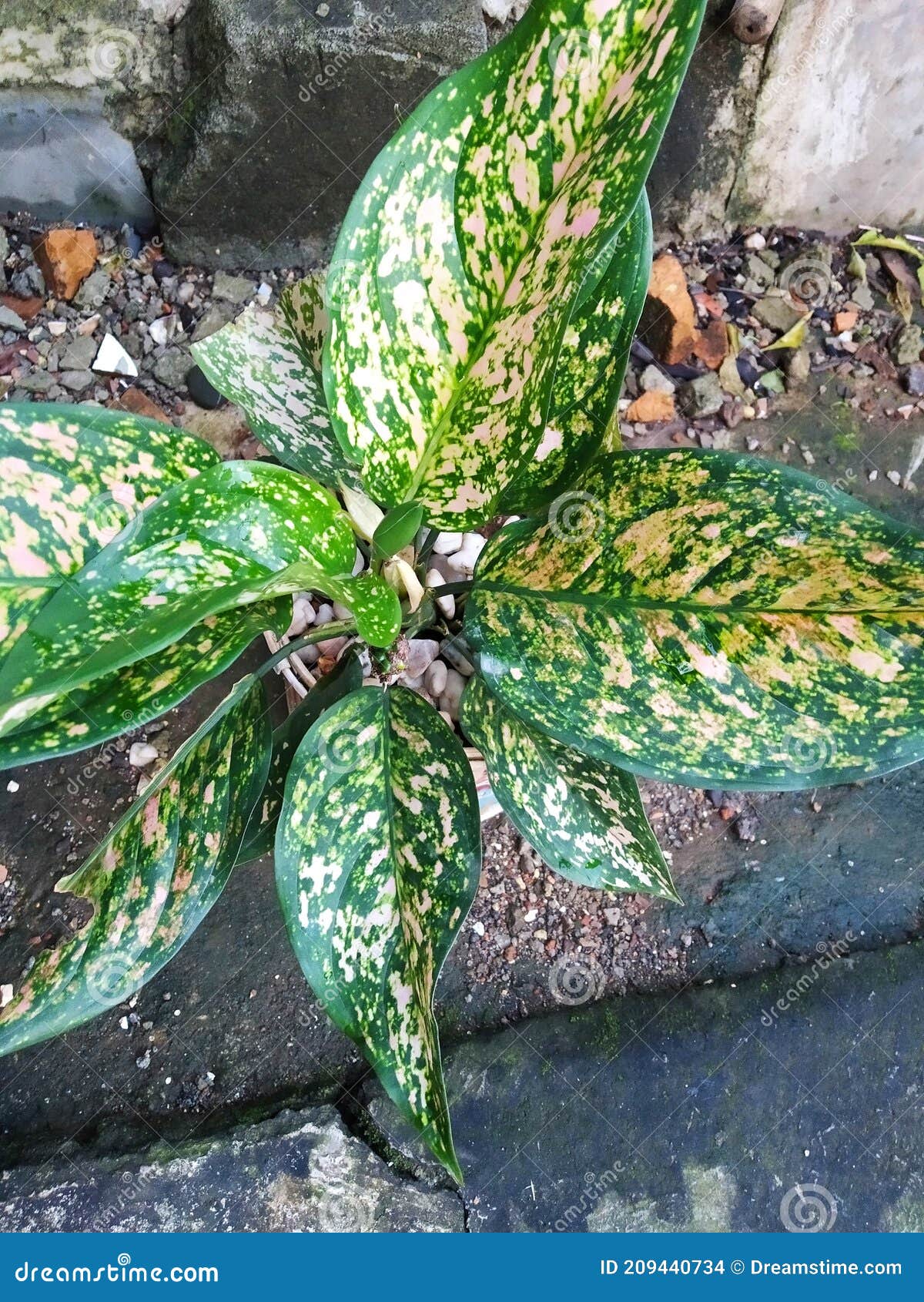 The decorative plants stock photo. Image of branch, plants 209440734