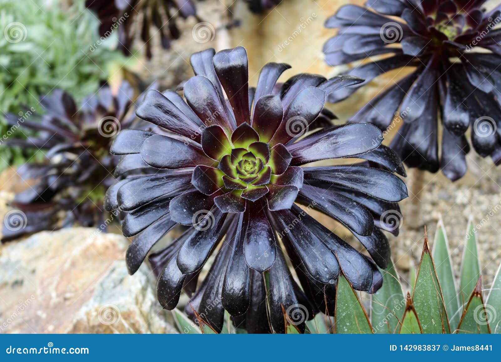 Decorative plants. stock image. Image of bright, macro - 142983837