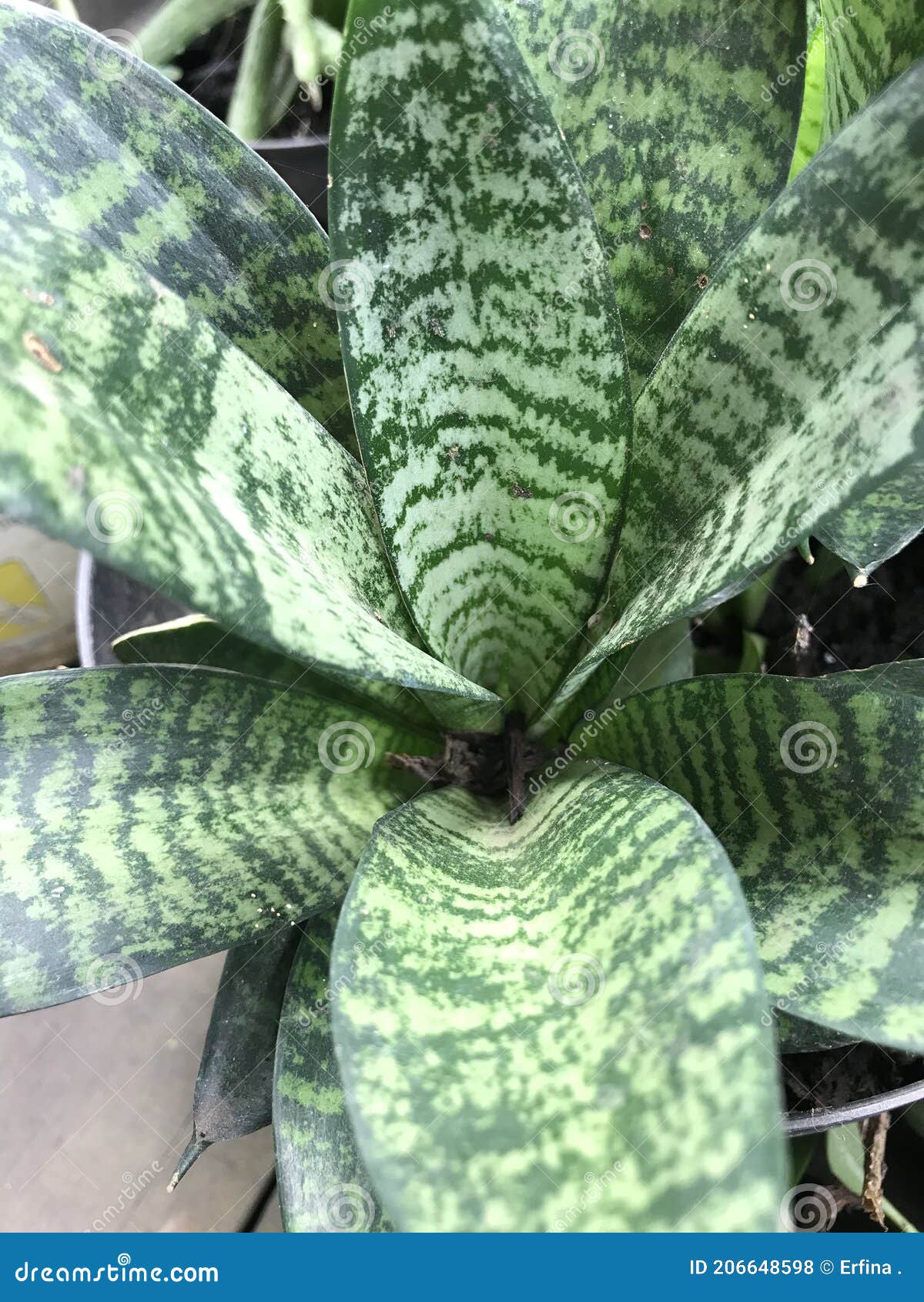 Decorative plants stock photo. Image of fruit, tree 206648598