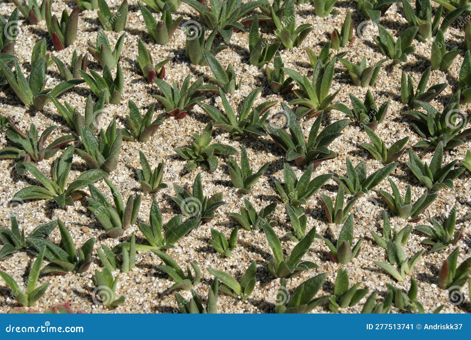 Decorative Plants. Succulents in a Sandy Bed on a Sunny Day. Stock