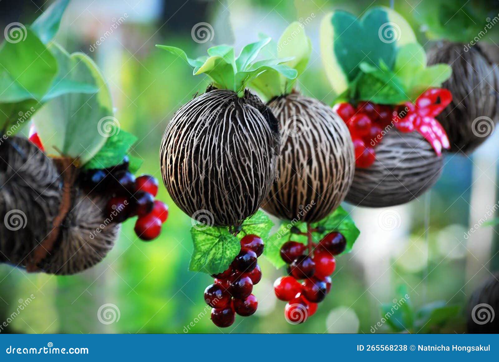 Decorative Plants To Hang in the Garden. Stock Photo Image of plants