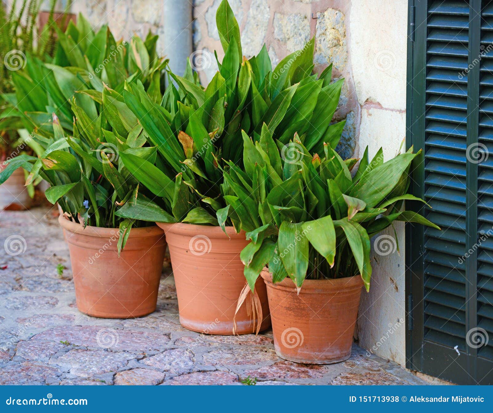 Decorative Plants in Vase in Fornt of Doors Stock Photo Image of