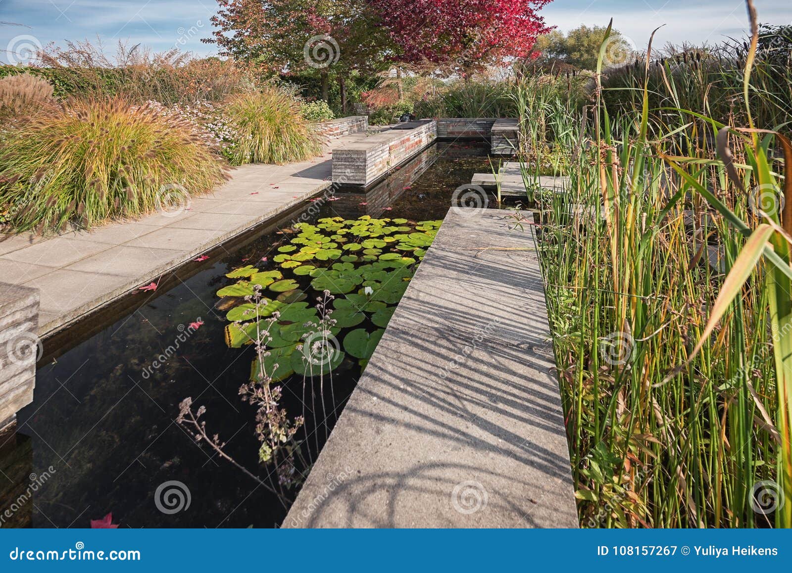 Decorative Pond with Water Lilies and Canes in the Garden Stock Image