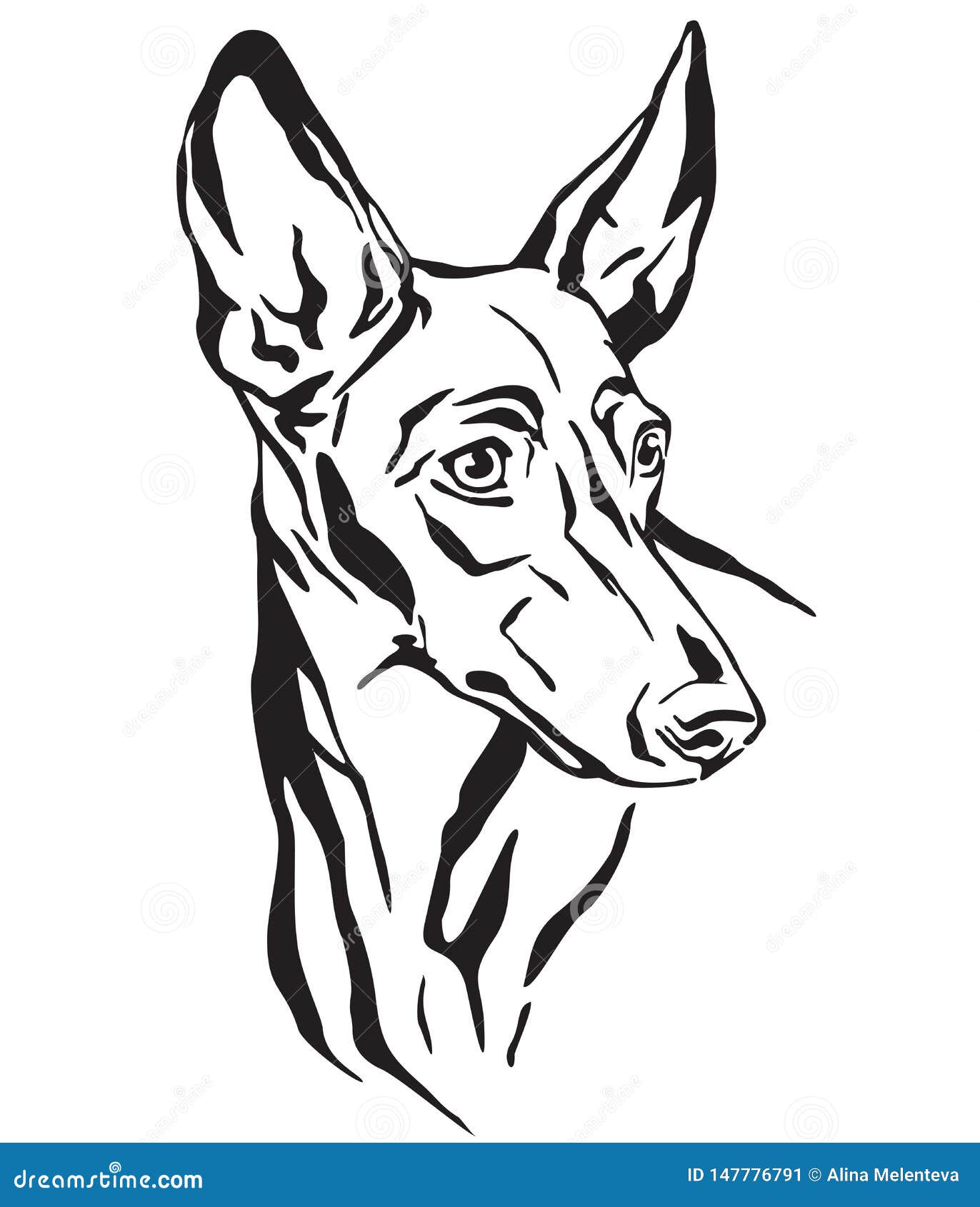 decorative portrait of cirneco dell`etna dog  
