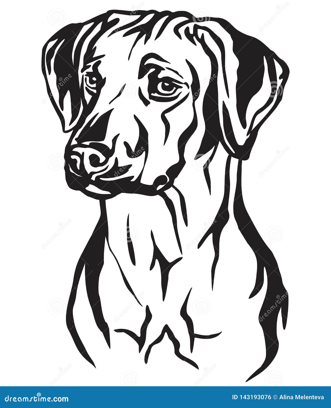 decorative portrait of rhodesian ridgeback dog  