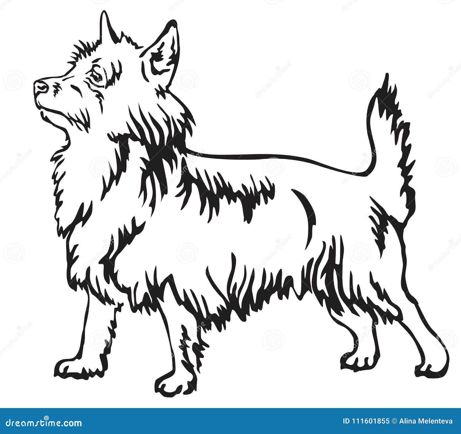 Australian Terrier Stock Illustrations 273 Australian Terrier Stock Illustrations Vectors Clipart Dreamstime