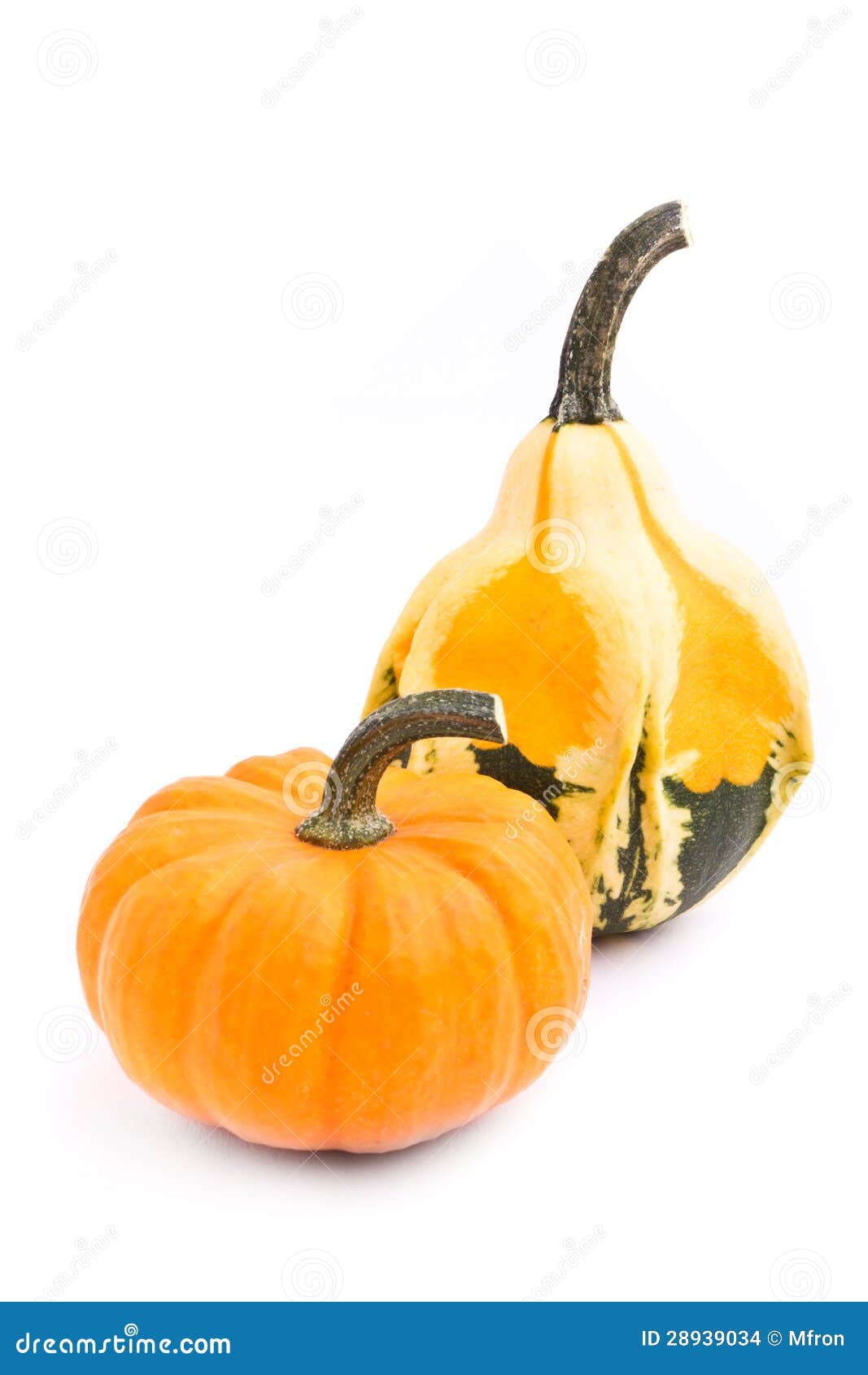 Decorative pumpkin squash stock photo. Image of closeup 28939034
