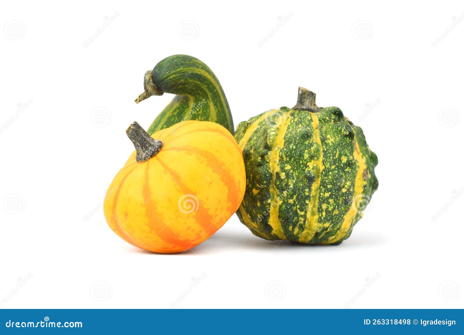 Decorative Pumpkins Isolated on White Stock Photo Image of autumn