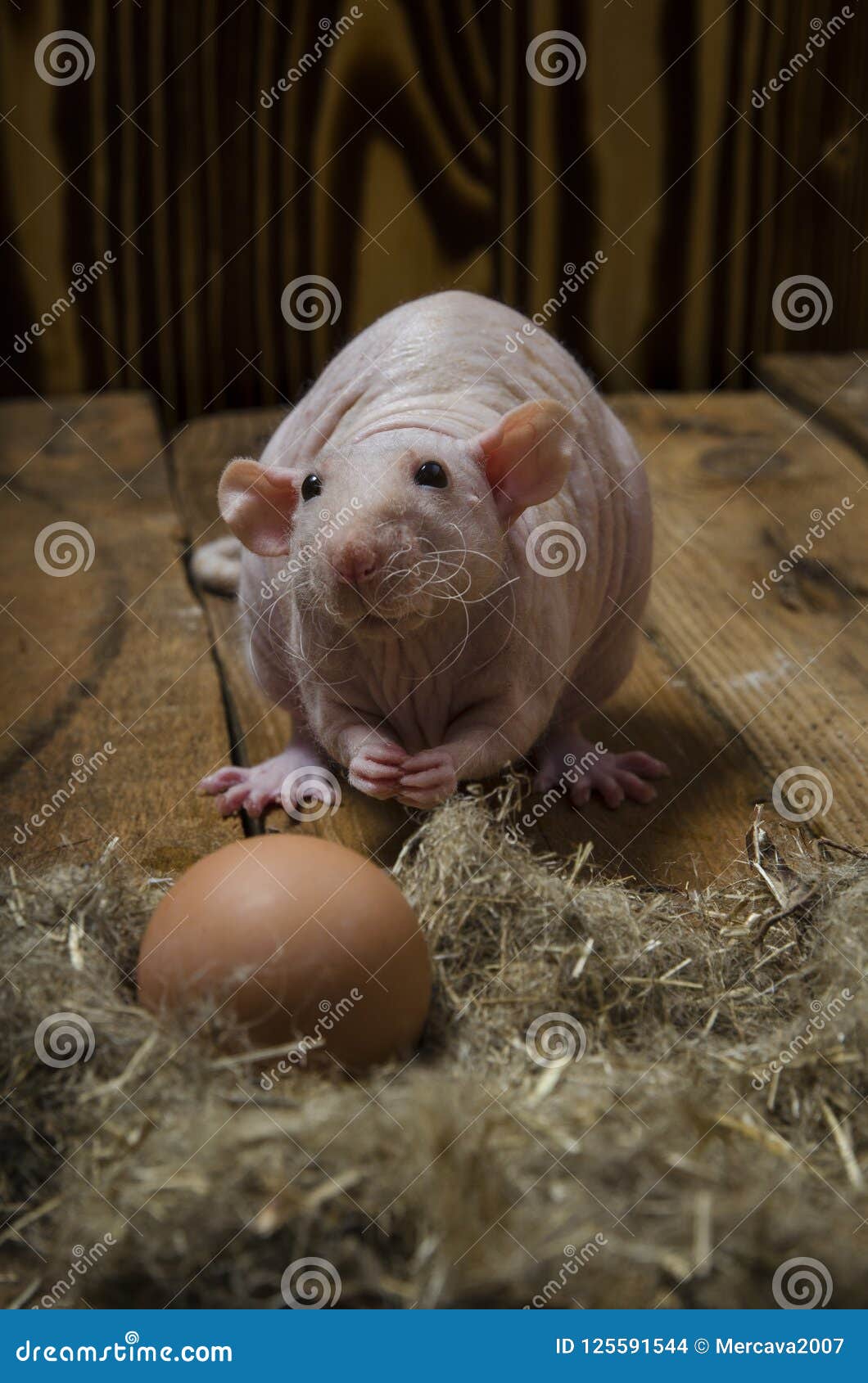 Decorative Rat and Chicken Egg. Stock Photo Image of nest, closeup