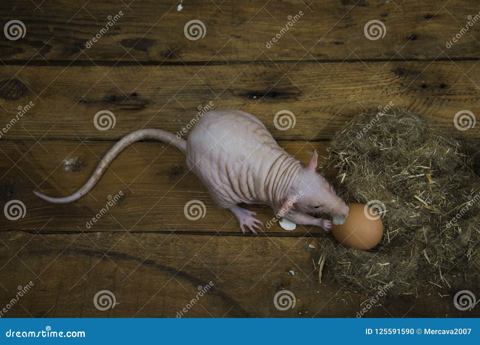 Decorative Rat and Chicken Egg. Stock Photo Image of rodent, decorative 125591590