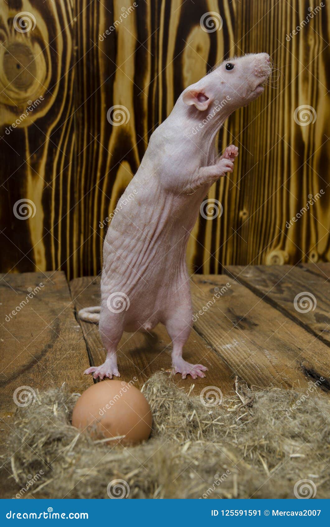 Decorative Rat and Chicken Egg. Stock Image Image of food, spring 125591591