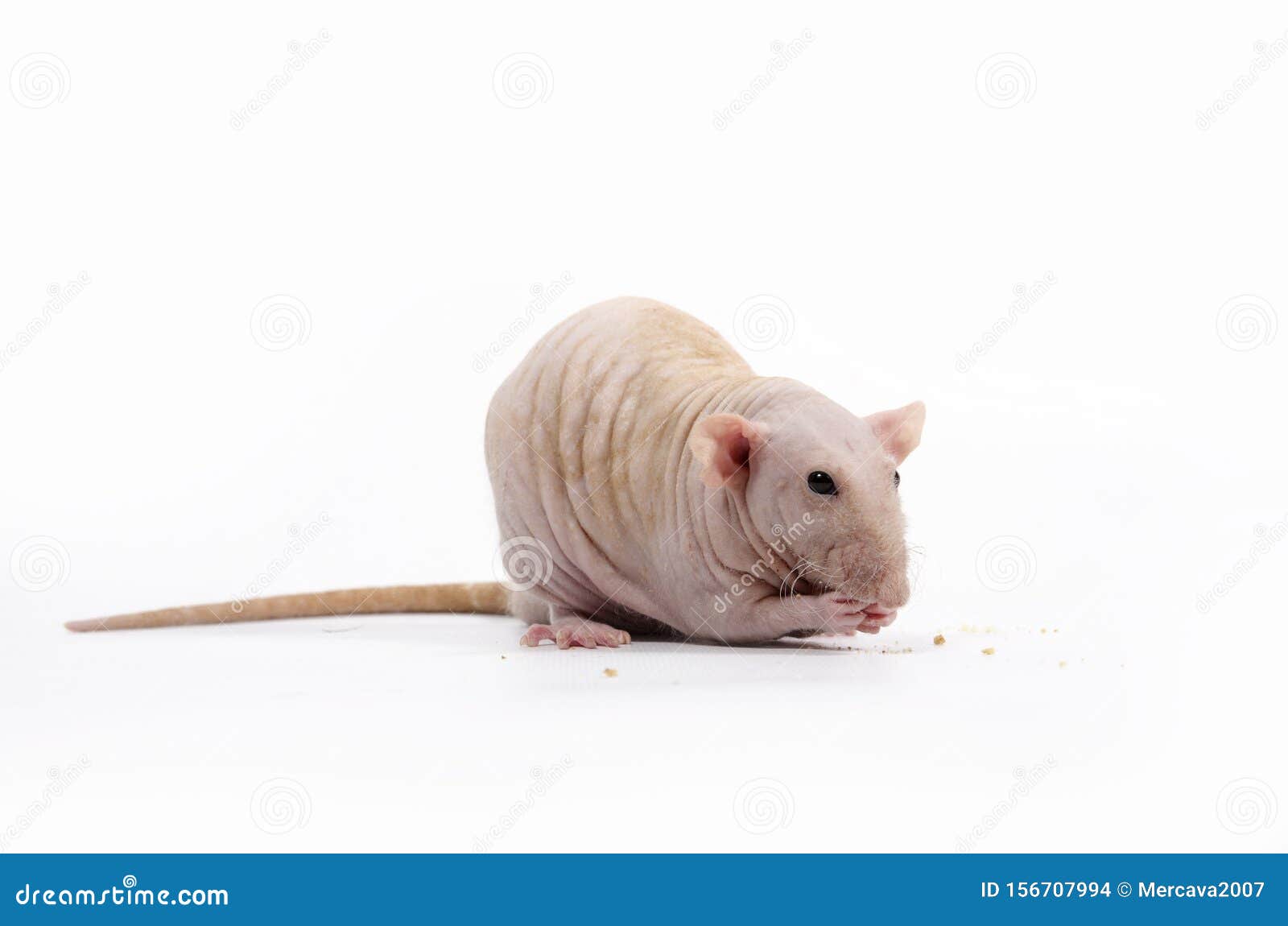 White Rat Eats Dry Bread Stock Photos Free & RoyaltyFree Stock