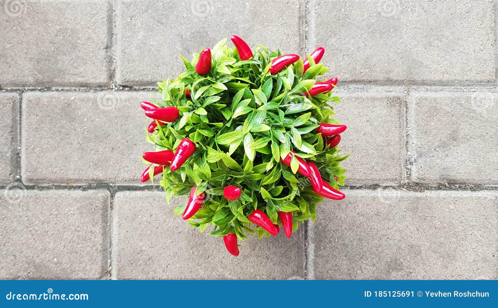 Decorative Red Chili Peppers Growing in a Pot Stock Image Image of