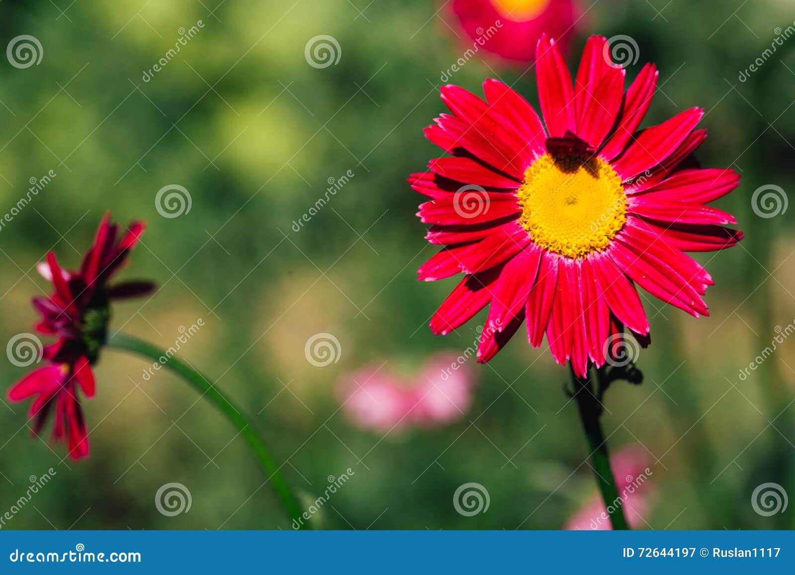Decorative Red Daisy Flower on a Green Background Stock Image Image