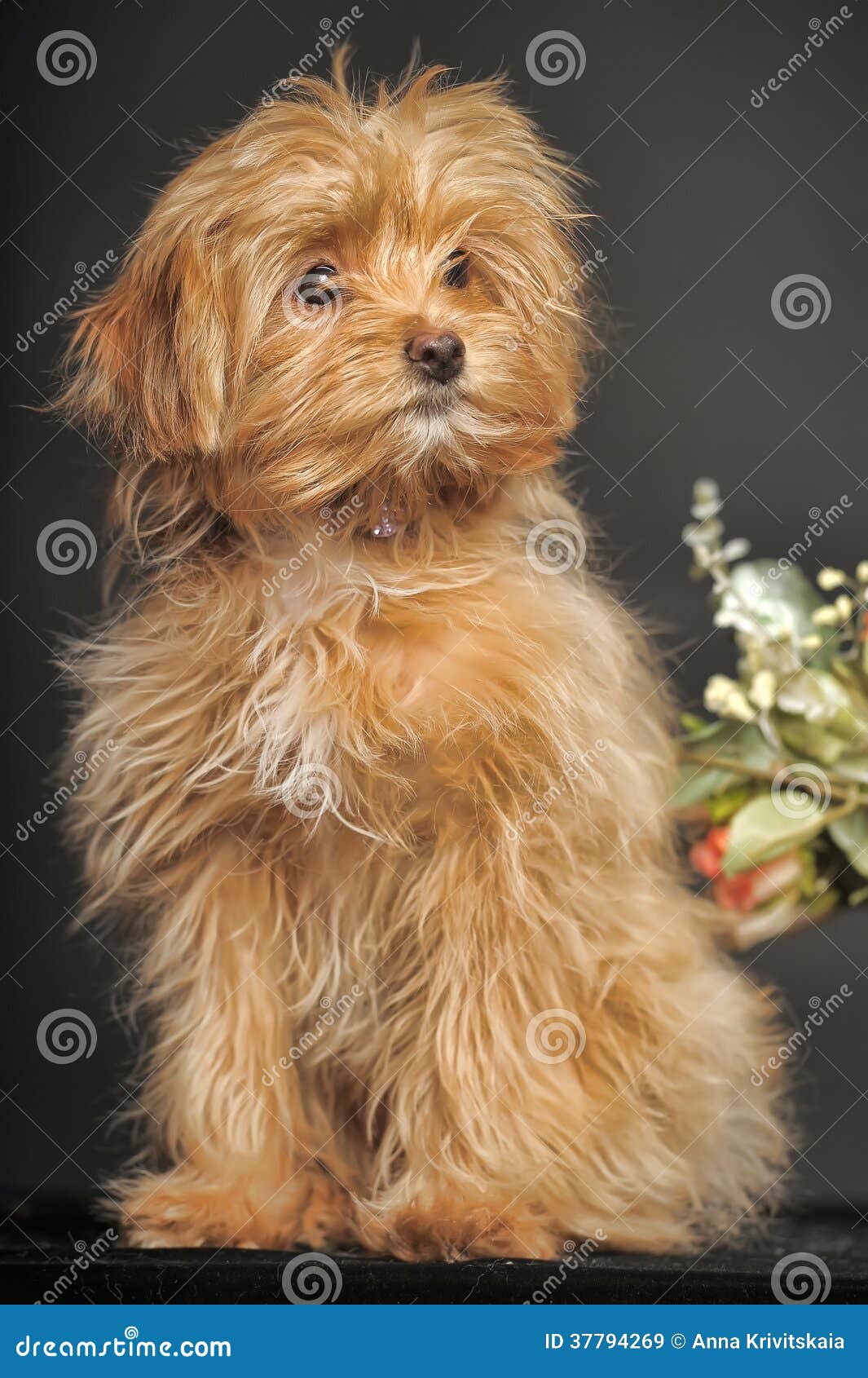 Decorative red dog stock image. Image of obedience, happiness 37794269