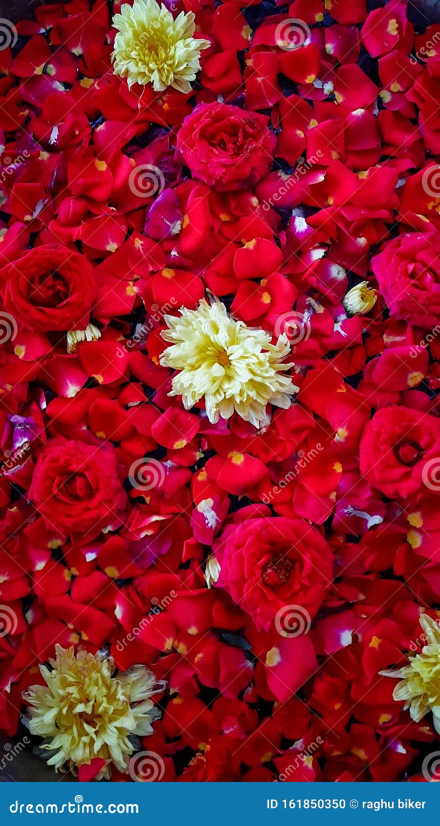 Decorative Rose Petals Flowers Stock Photo Image of flowers